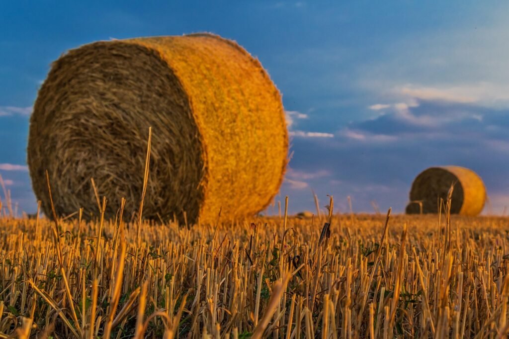 bale, straw, agriculture, nature, harvest, rural landscape, arable land, cereals, field, grain, sunlight, sunset