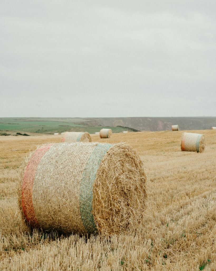 Big rolled haystacks on dry grassy field on hilltop against overcast sky in rural terrain