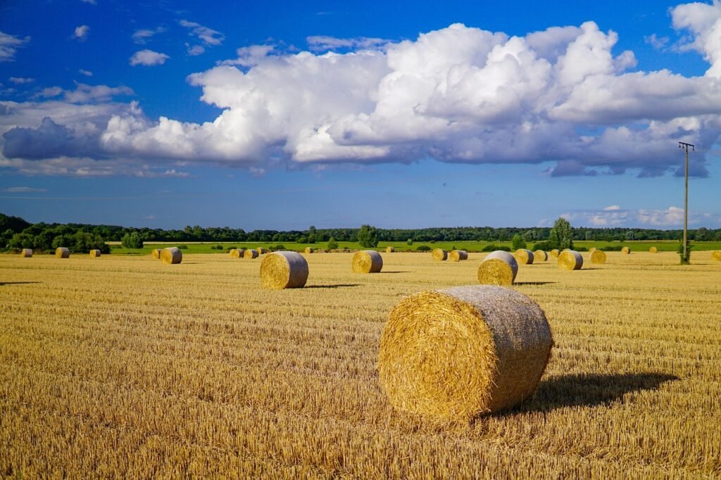 bale, field, nature