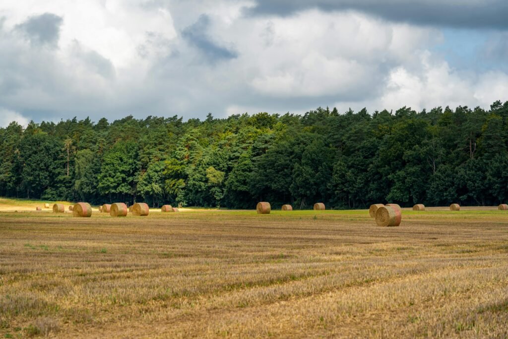 A tranquil scene of hay bales strewn across a harvested field with a forest backdrop under a cloudy sky.